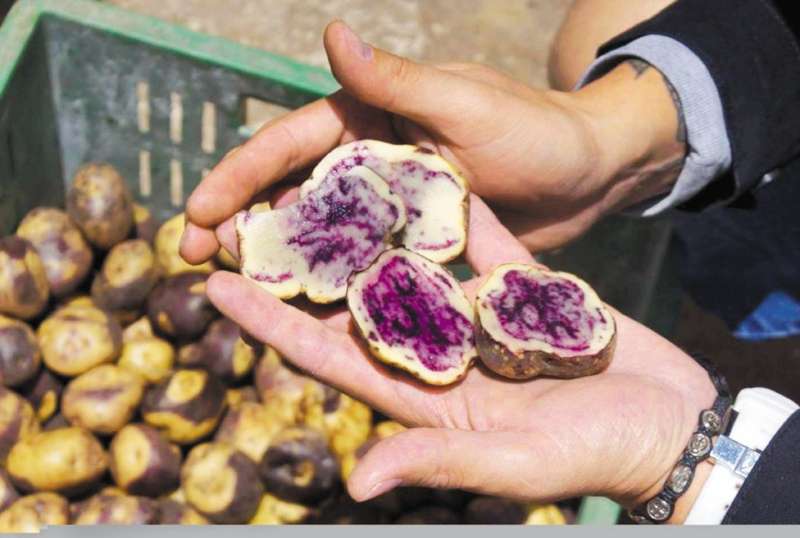 La papa argentina o andina de Ventaquemada es una de las especies de papa nativas que han rescatado. / Cortesía