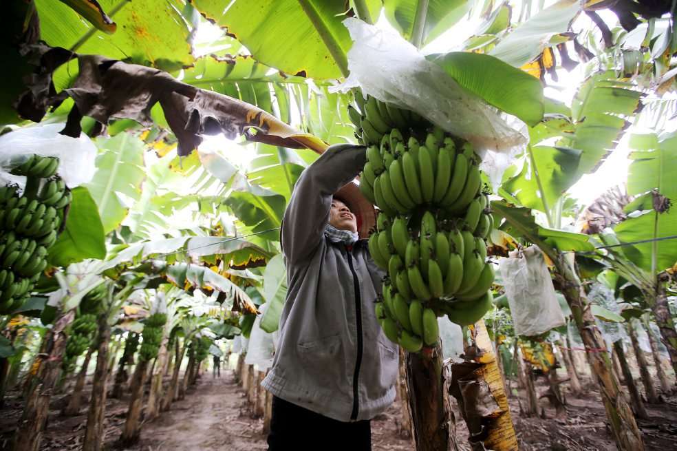 La Sociedad de Agricultores de Colombia agremia a sectores como el bananero. / EFE