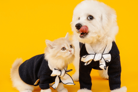 5 ingredientes alimenticios que pueden reducir el estrés en tu mascota