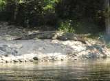 Autoridades ambientales reubicaron 25 cocodrilos a su hábitat natural en Vichada