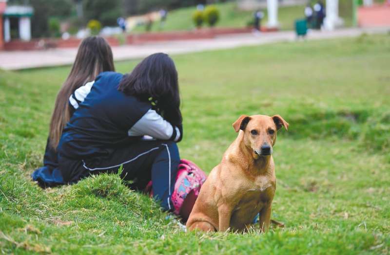 Según profesionales, el distemper canino no tienen cura ni existe un fármaco específico para tratarlo.