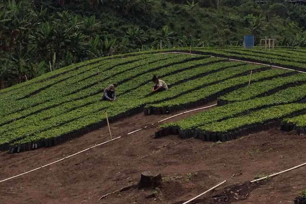 En Trujillo, Valle del Cauca, Nestlé desarrolló un vivero que tiene como único propósito la siembra de plántulas de café. /Héctor Sandoval