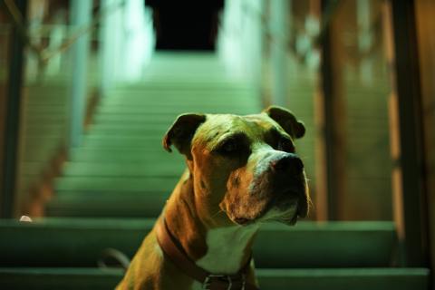 Max, el perro pitbull que atacó a presunto ladrón, no será sacrificado