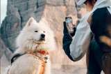 Él es Ouka, el perro que es tendencia por hacer parapente y viajar por el mundo