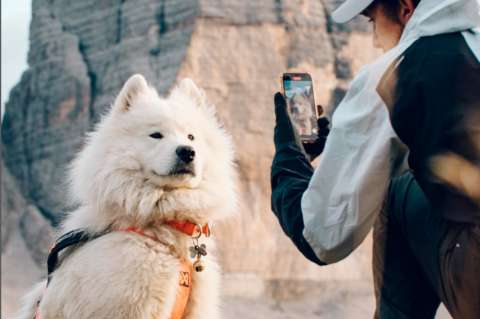 Él es Ouka, el perro que es tendencia por hacer parapente y viajar por el mundo