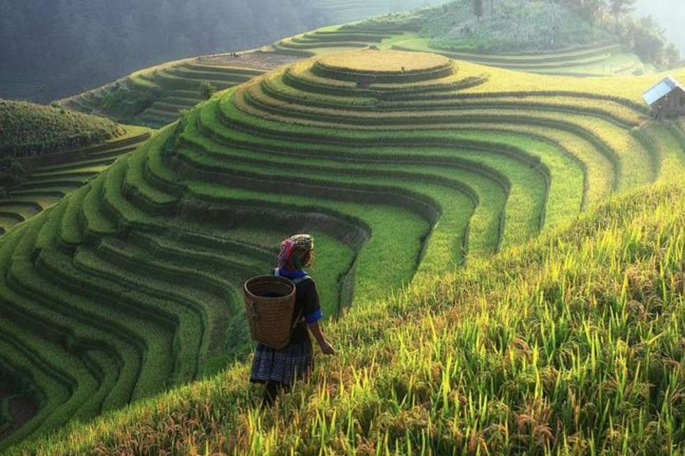 La producción de alimentos en el mundo genera emisiones de efecto invernadero. Las principales son la deforestación que libera dióxido de carbono (CO2) y óxido de nitrógeno (N2O).