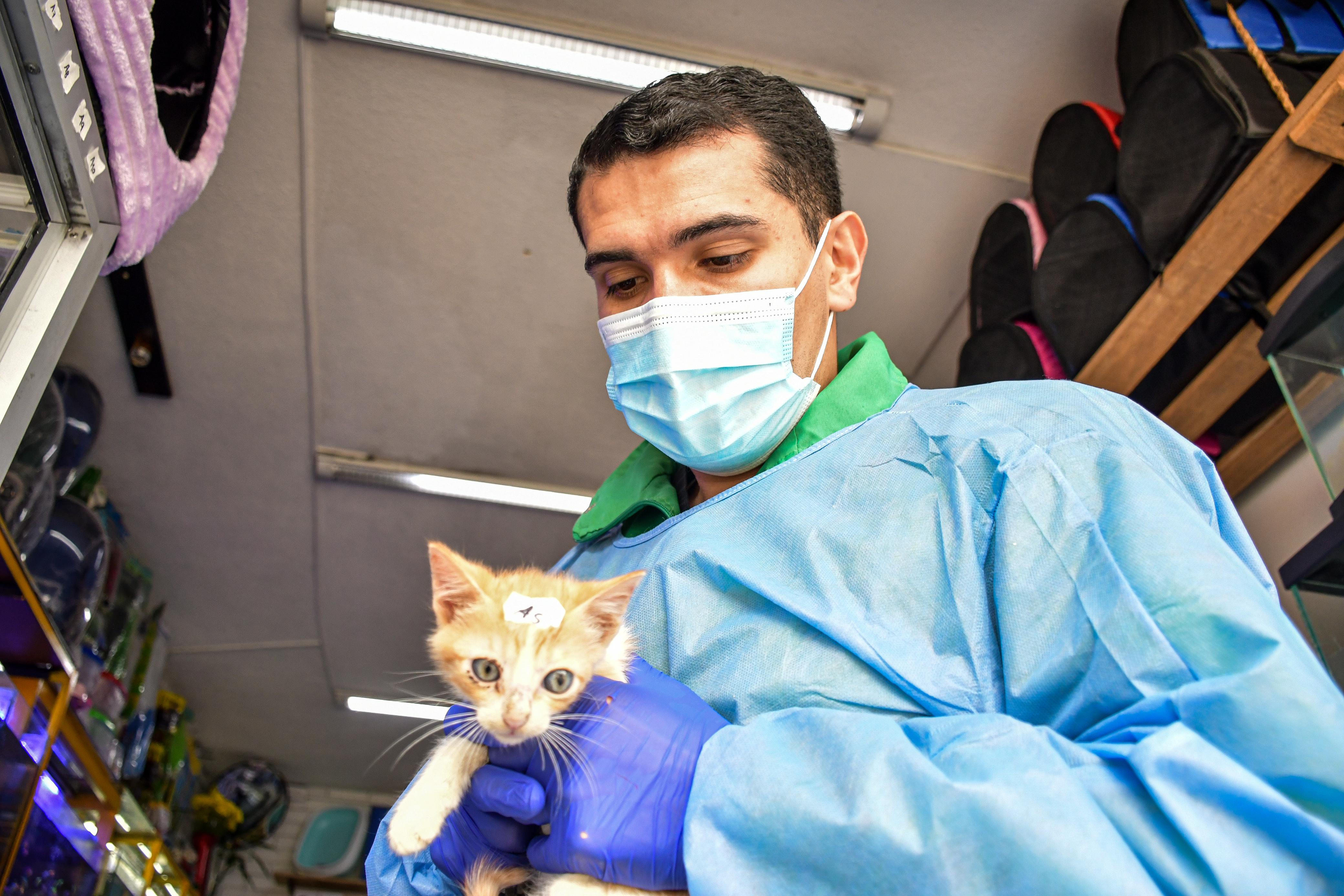 Venta de animales en la Avenida Caracas: un negocio bajo la lupa y la crítica