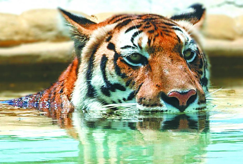 En las 1.600 hectáreas del Parque Temático Hacienda Nápoles conviven decenas de animales, se han adecuado seis hoteles, atracciones acuáticas, museos y espacios recreativos. / Hacienda Nápoles