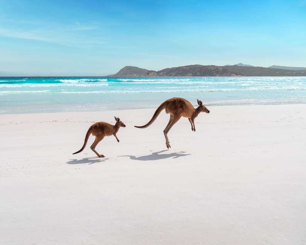 Canguros en Lucky Bay, Parque Nacional Cabo Le Grand