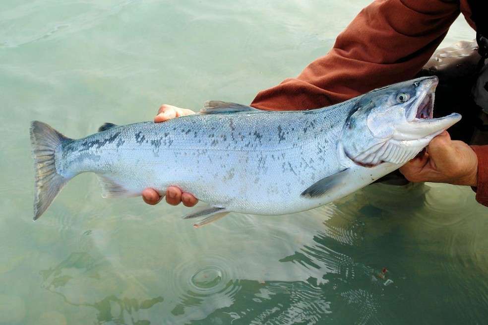 Alrededor de 7.500 especies de peces e invertebrados acuáticos silvestres utilizados directamente por personas de todo el mundo. Imagen de referencia.