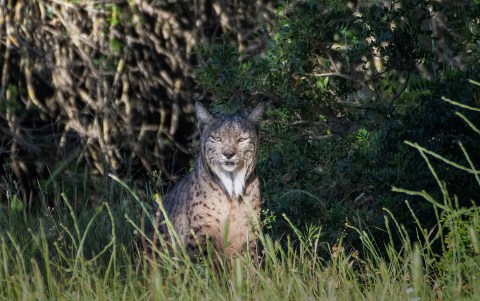 De cazadores a conservacionistas: la lucha de España por salvar al lince ibérico