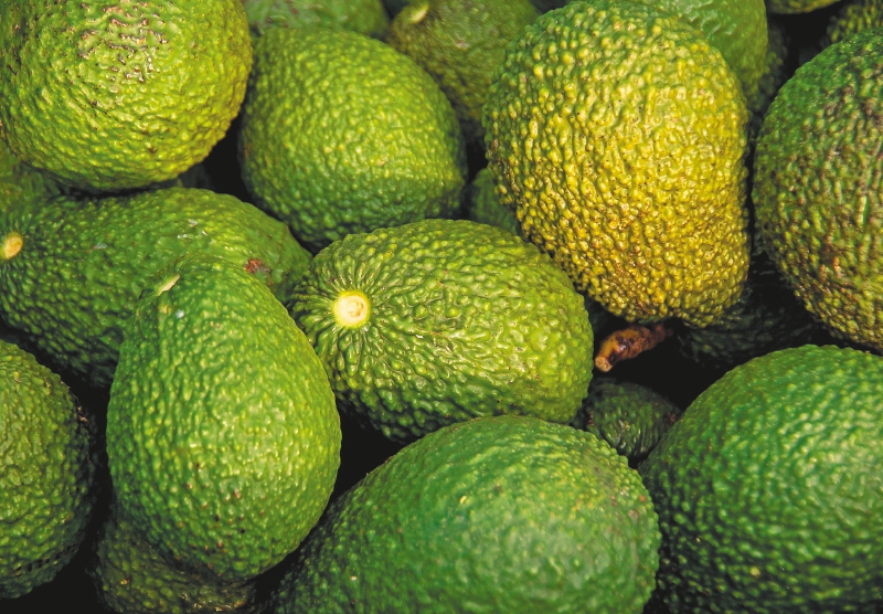 En 2021 se exportaron 20.319.754 kilos netos de aguacate.