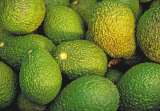 Colombia exportó sus primeras toneladas de aguacate Hass a Chile