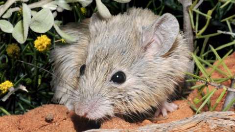 Una especie de ratón ‘resucita’ 150 años después de su extinción