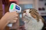 El extraño caso de Negrito, el primer gato con coronavirus de España