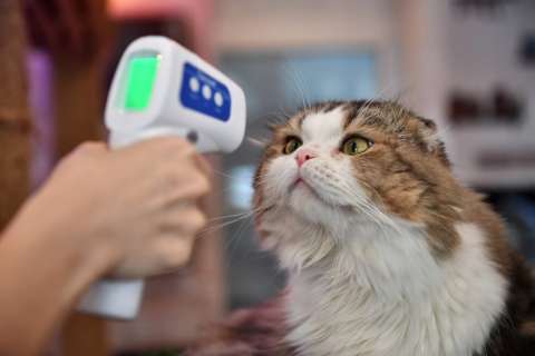 El extraño caso de Negrito, el primer gato con coronavirus de España
