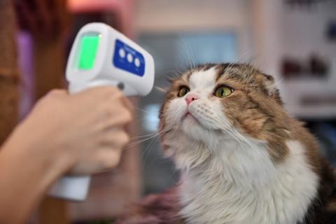 El extraño caso de Negrito, el primer gato con coronavirus de España