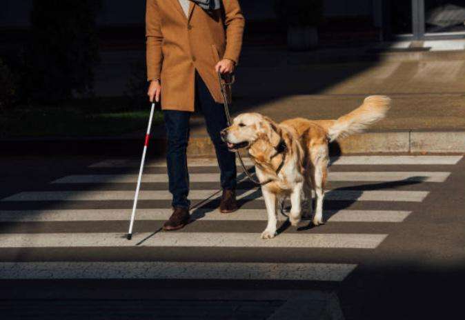Razas de perros guía, ¿todos los caninos pueden ser lazarillos?