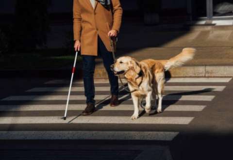 ¿Cuáles son las mejores razas de perros guía?