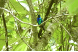 Foto: redescubren un raro colibrí en Colombia que fue visto por última vez en 2010