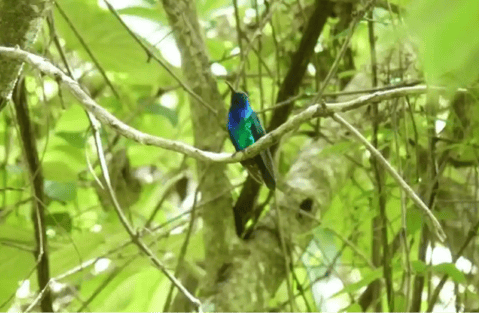 Foto: redescubren un raro colibrí en Colombia que fue visto por última vez en 2010