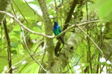 Foto: redescubren un raro colibrí en Colombia que fue visto por última vez en 2010