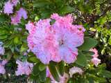 Azaleas sanas y felices: el lugar ideal para que florezcan con fuerza
