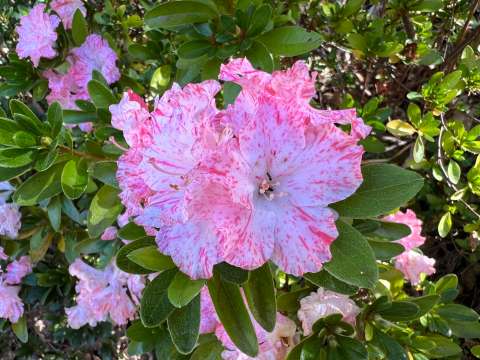 Azaleas sanas y felices: el lugar ideal para que florezcan con fuerza