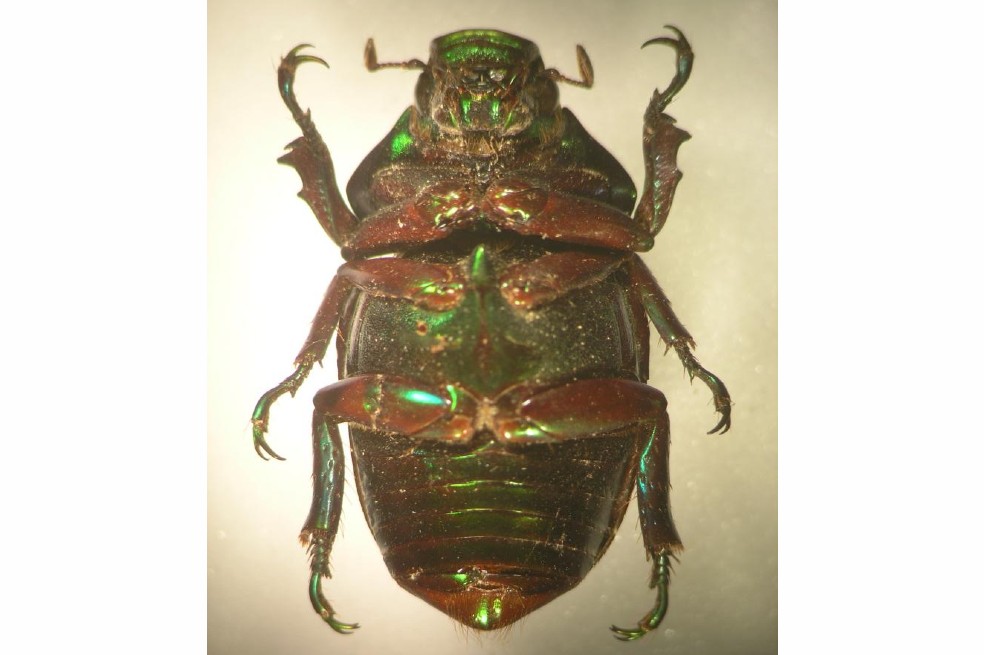 Un macho de esta especie fue extraído de Colombia y depositado, en 1918, en el Museo Stettiner (actualmente bajo jurisdicción polaca).