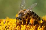 Insecticidas que acaban abejas, ¿a un paso de ser prohibidos en Europa?