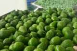 Exportan 19 toneladas de aguacate Hass del Putumayo a Holanda