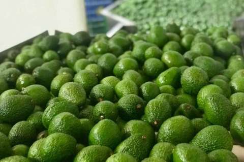 Exportan 19 toneladas de aguacate Hass del Putumayo a Holanda