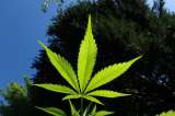 Para frenar la violencia, buscan legalizar consumo de marihuana en Illinois