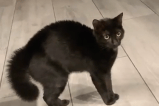 ¿Por qué los gatos se erizan? Estas son las razones de este curioso comportamiento