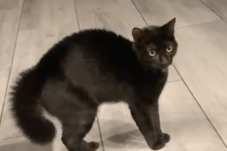 ¿Cuál es la parte más delicada de un gato?