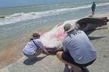 Un centenar de delfines y manatíes mueren por culpa de la marea roja
