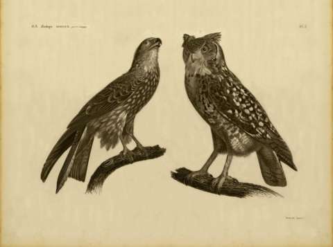 Los tesoros naturales que Napoleón ‘descubrió’ en Egipto