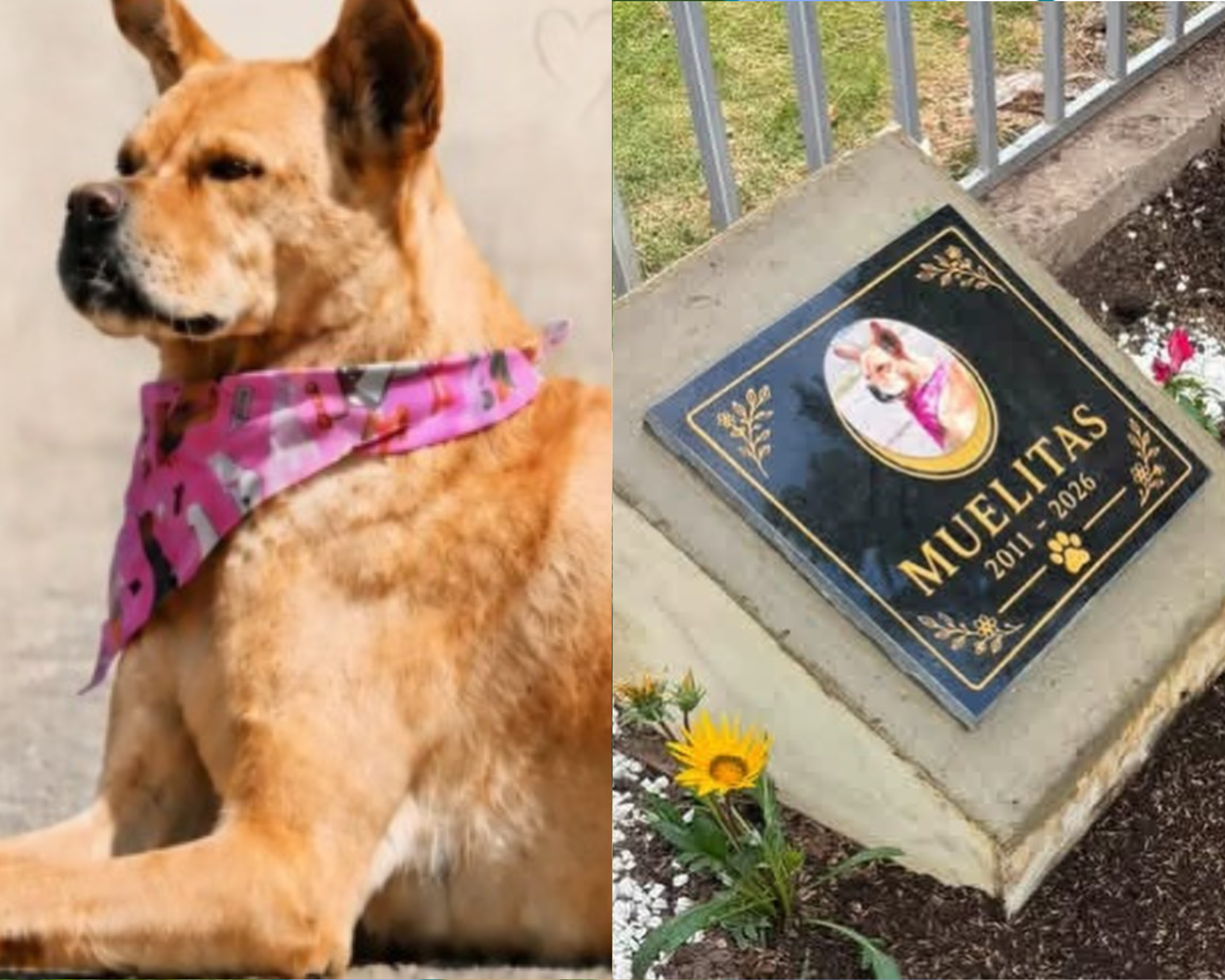 Crearon un jardín para despedir a Muelitas, la perrita más querida de un colegio en Funza