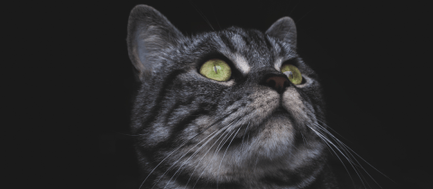 5 razas de gatos finos que te encantarán como mascota