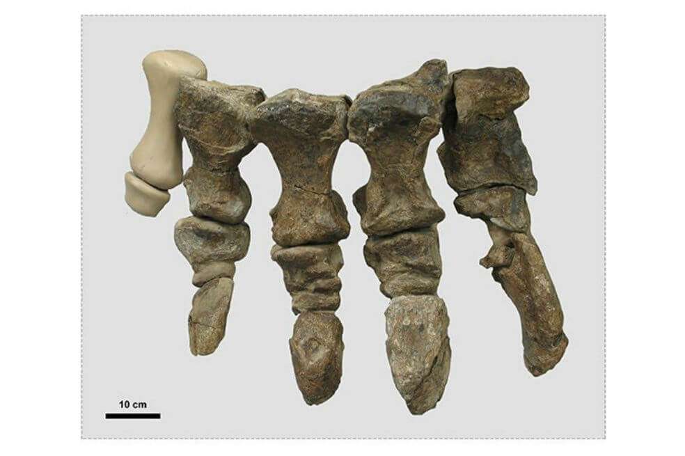 Los investigadores utilizaron técnicas de modelado 3-D para evaluar las diferentes posturas de los pies que habrían permitido a Rhoetosaurus soportar su peso. / UNIVERSIDAD DE QUEENSLAND