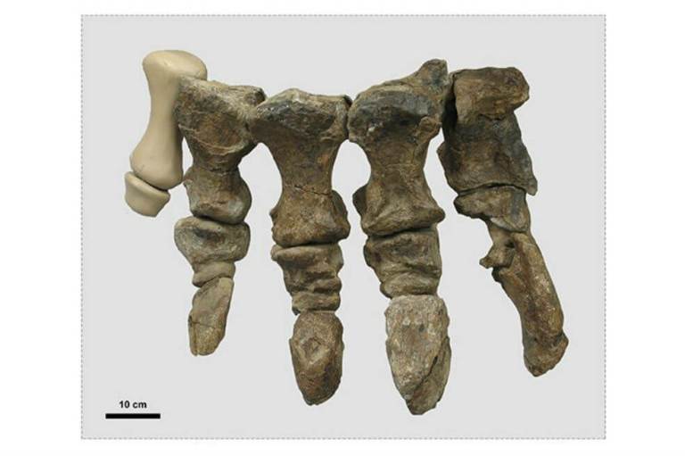 El curioso dinosaurio de 24 toneladas que andaba como si llevara tacones