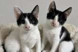 Dos gatitos buscan hogar juntos desde que nacieron, pero nadie ha preguntado por ellos