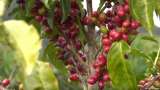 Café hondureño: una apuesta por los cultivos orgánicos y por rescatar el campo