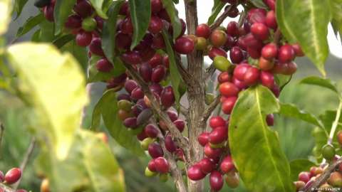 Café hondureño: una apuesta por los cultivos orgánicos y por rescatar el campo