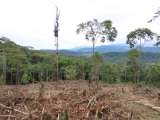 Lo que nos dicen las orquídeas, los escarabajos y las aves de la deforestación en los Andes