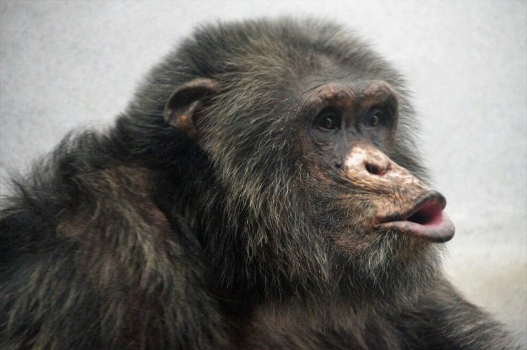 La diversidad cultural de los chimpancés está siendo amenazada por los humanos
