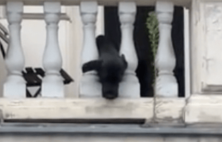 Este es el perrito jugando desde su balcón.