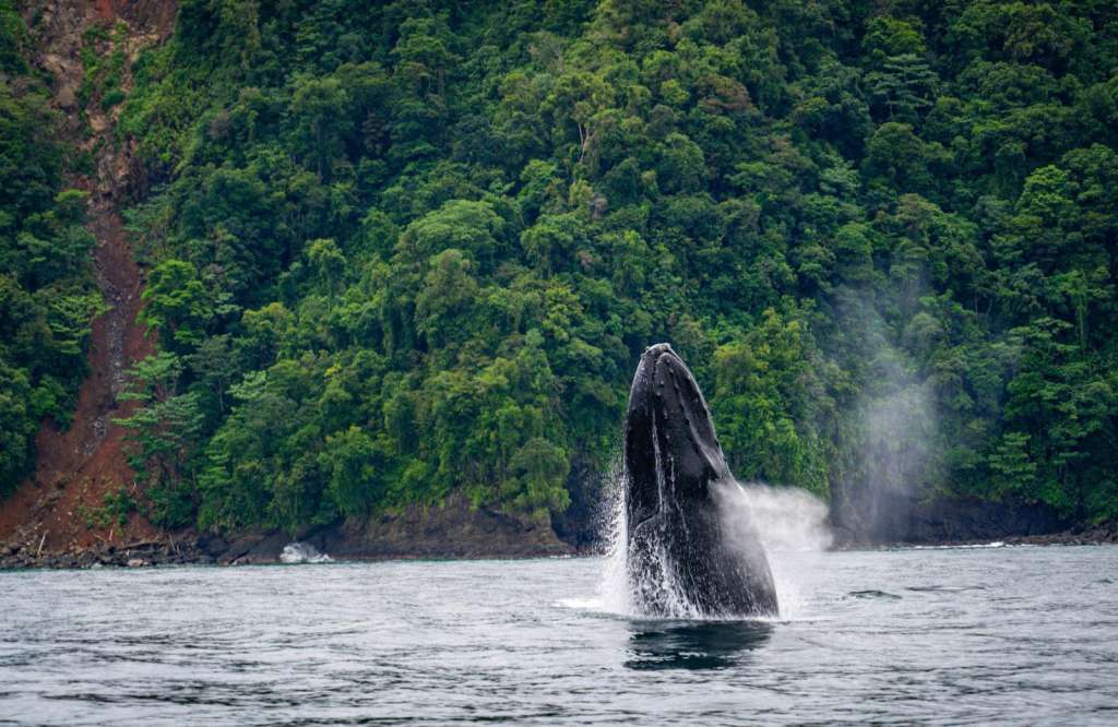 Visitar el Pacífico para ver las ballenas siempre será un plan recomendado.