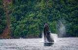 En fotos: inicia la temporada de ballenas y estos son los mejores lugares para verlas