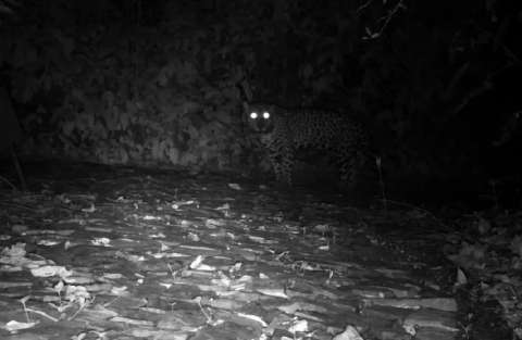 Contrario a lo que se creía, los jaguares podrían maullar y quedó registrado en video